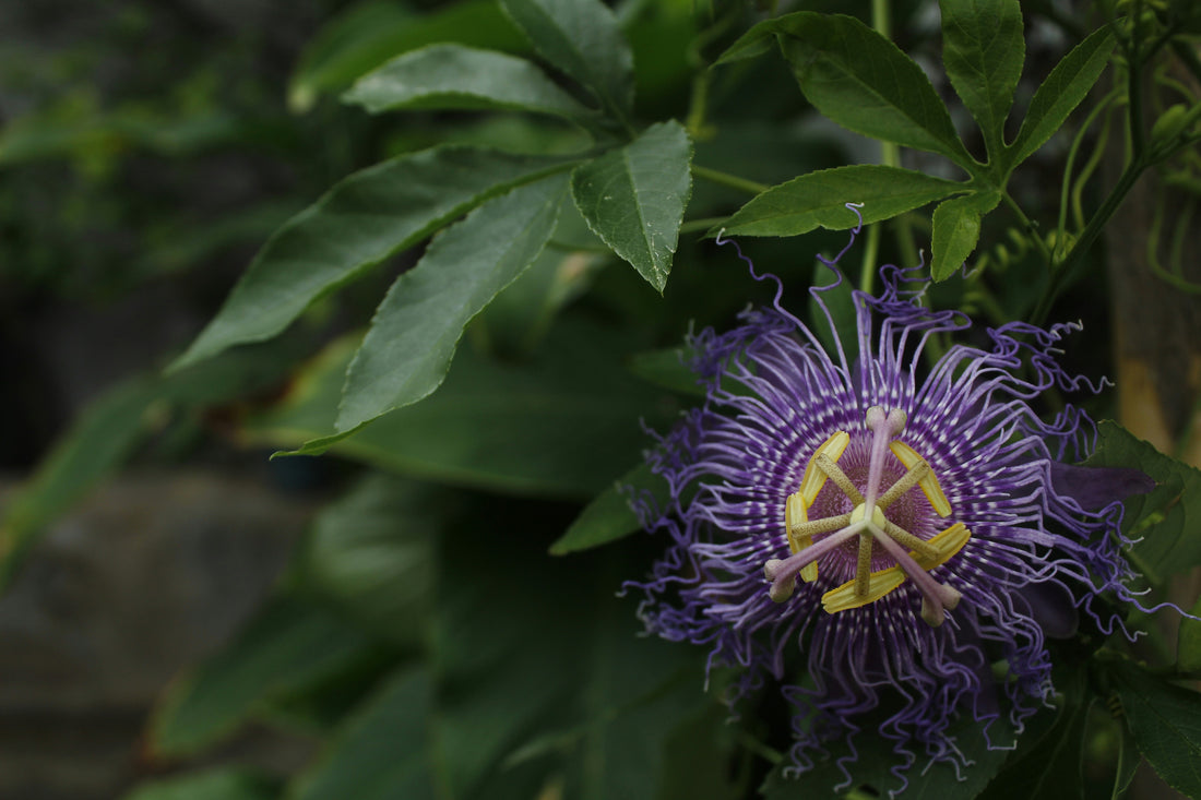 Passionflower and Anxiety: The Research