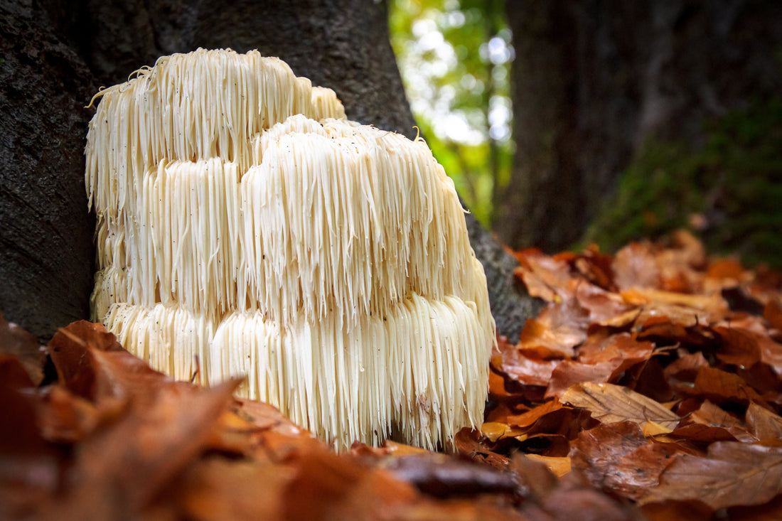 lions mane benefits for adhd uk