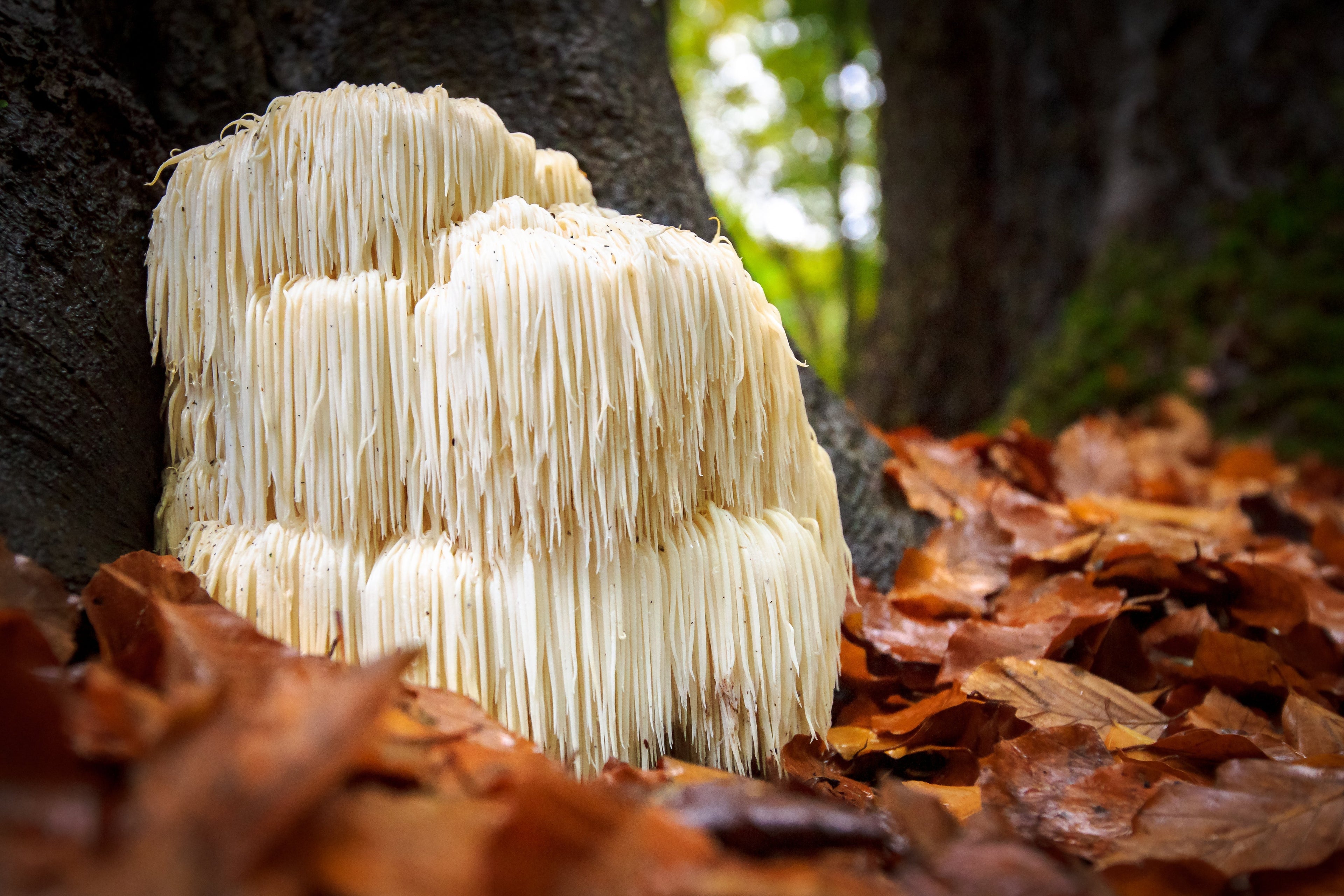 lions mane benefits for adhd uk